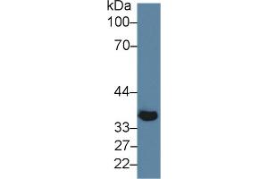 Western Blotting (WB) image for Klotho beta (KLB) ELISA Kit (ABIN6720595)