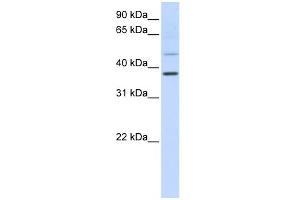 WB Suggested Anti-POU6F1 Antibody Titration:  0. (POU6F1 抗体  (C-Term))