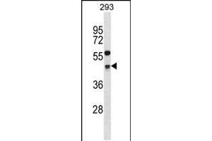 Western blot analysis in 293 cell line lysates (35ug/lane). (Cyclin G2 抗体  (AA 215-243))