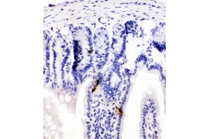 IHC analysis of Peptide YY using anti-Peptide YY antibody (ABIN4886709). (Peptide YY 抗体  (Middle Region))