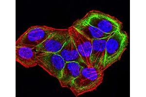 Immunofluorescence analysis of Hela cells using AKT1S1 mouse mAb (green).