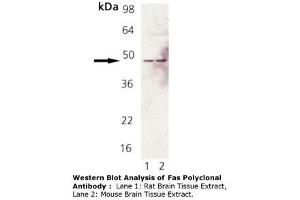 Image no. 1 for anti-TNF Receptor Superfamily, Member 6 (FAS) antibody (ABIN465927) (FAS 抗体)