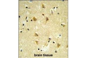 Formalin-fixed and paraffin-embedded human brain tissue reacted with V17 Antibody (N-term), which was peroxidase-conjugated to the secondary antibody, followed by DAB staining. (MPV17 抗体  (N-Term))