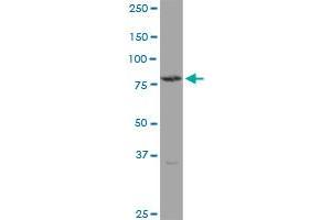 TGM4 MaxPab polyclonal antibody. (TGM4 抗体  (AA 1-684))