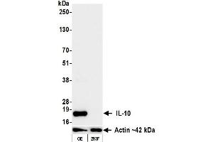 Western Blotting (WB) image for anti-Interleukin 10 (IL10) antibody (ABIN7795732)