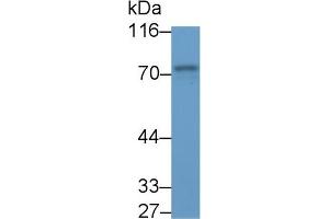 Detection of SYK in Porcine Spleen lysate using Polyclonal Antibody to Spleen Tyrosine Kinase (SYK) (SYK 抗体  (AA 374-635))
