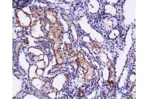 Immunohistochemistry (Paraffin-embedded Sections) (IHC (p)) image for anti-KIT Ligand (KITLG) (AA 151-250) antibody (ABIN669936)