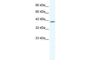 WB Suggested Anti-KCNK13 Antibody Titration:  1. (KCNK13 抗体  (C-Term))