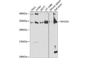 Western blot analysis of extracts of various cell lines, using MYO5A antibody (ABIN6128317, ABIN6144285, ABIN6144286 and ABIN6225140) at 1:1000 dilution. (MYO5A 抗体  (AA 950-1150))