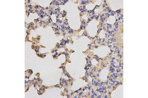 Immunohistochemistry of paraffin-embedded mouse lung using PRKACB antibody. (PRKACB 抗体  (AA 1-351))