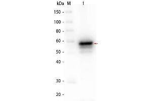 Western Blot of AKT2 Human Recombinant Protein Lane 1: SuperSignal MW markers. (AKT2 蛋白)