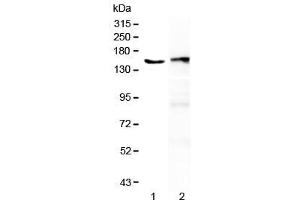 Western blot testing of 1) human placenta and 2) mouse spleen lysate with PLCG2 antibody at 0. (Phospholipase C gamma 2 抗体)