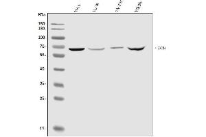 Western blot analysis of CXCR4 using anti-CXCR4 antibody (ABIN7600411).