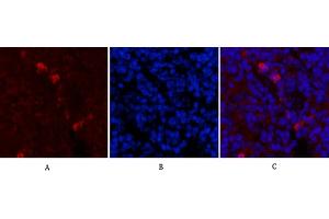 Immunofluorescence analysis of mouse spleen tissue. (Fibronectin 抗体)