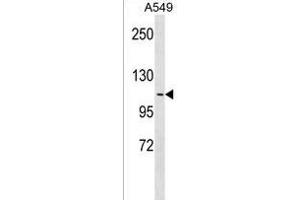 OB48R Antibody (Center) 18657c western blot analysis in A549 cell line lysates (35 μg/lane). (APOBR 抗体  (AA 596-622))