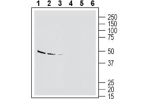 Western blot analysis of rat brain lysate (lanes 1 and 4), mouse brain lysate (lanes 2 and 5) and rat dorsal root ganglion lysate (lanes 3 and 6):1-3.