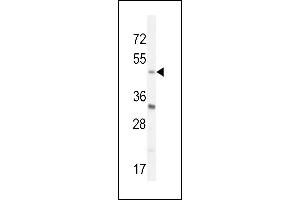 BHLHE40 Antibody (N-term) (ABIN654604 and ABIN2844303) western blot analysis in mouse Neuro-2a cell line lysates (35 μg/lane). (BHLHE40 抗体  (N-Term))
