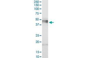 HPR MaxPab polyclonal antibody. (HPR 抗体  (AA 1-348))