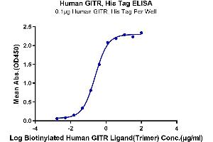ELISA image for Tumor Necrosis Factor (Ligand) Superfamily, Member 18 (TNFSF18) (AA 50-177), (Trimer) protein (His-DYKDDDDK Tag,Biotin) (ABIN7274682)