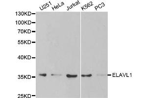 Western blot analysis of extracts of various cell lines, using ELAVL1 antibody. (ELAVL1 抗体)