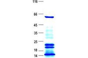 Western Blotting (WB) image for Staufen Double-Stranded RNA Binding Protein 1 (STAU1) protein (His tag) (ABIN5505776)