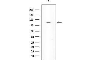 anti-Kelch-Like 4 (KLHL4) antibody