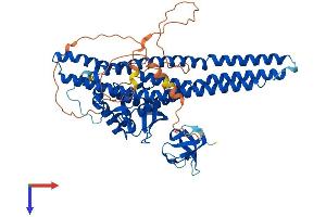 SNX9 Protein (AA 1-595) (His tag)