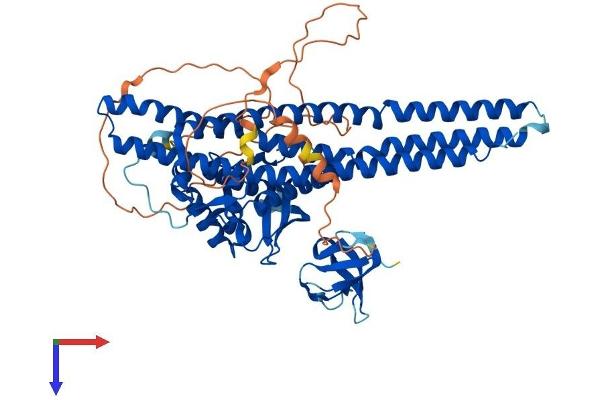 SNX9 Protein (AA 1-595) (His tag)