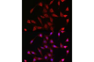 Immunofluorescence (IF) image for anti-Nuclear Receptor Subfamily 3, Group C, Member 1 (Glucocorticoid Receptor) (NR3C1) (AA 1-280) antibody (ABIN3023091)