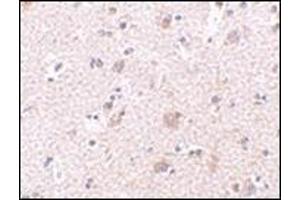 Immunohistochemistry of MANF in human brain tissue with this product at 2. (MANF 抗体  (N-Term))