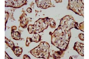 IHC image of ABIN7159209 diluted at 1:200 and staining in paraffin-embedded human placenta tissue performed on a Leica BondTM system. (MC3R 抗体  (AA 38-74))