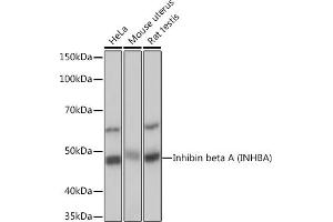 Western blot analysis of extracts of various cell lines, using Inhibin beta A (INHBA) (INHBA) Rabbit mAb (ABIN7267870) at 1:1000 dilution. (INHBA 抗体)