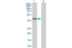 Western Blot analysis of NR0B1 expression in transfected 293T cell line by NR0B1 MaxPab polyclonal antibody.