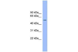 WB Suggested Anti-TMCO6 Antibody Titration: 0. (TMCO6 抗体  (N-Term))