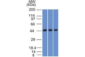 Western Blot of K562, HEK293 andA549 cell lysates Using Napsin A Mouse Monoclonal Antibody (NAPSA/1238). (NAPSA 抗体  (AA 189-299))