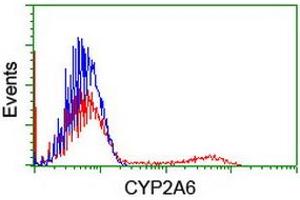 HEK293T cells transfected with either RC222995 overexpress plasmid (Red) or empty vector control plasmid (Blue) were immunostained by anti-CYP2A6 antibody (ABIN2455203), and then analyzed by flow cytometry. (CYP2A6 抗体)