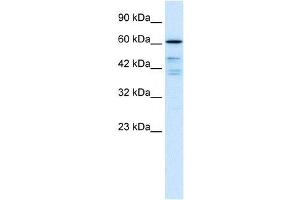 CDC25B antibody (70R-10484) used at 0. (CDC25B 抗体  (N-Term))