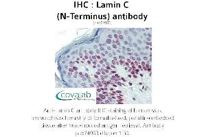 Image no. 1 for anti-Lamin C (N-Term) antibody (ABIN1736346) (Lamin C 抗体  (N-Term))