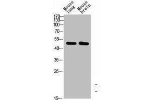 Western Blot analysis of mouse-brain mouse-lung cells using BMP-10 Polyclonal Antibody diluted at 1:1000. (BMP1 抗体  (AA 361-410))