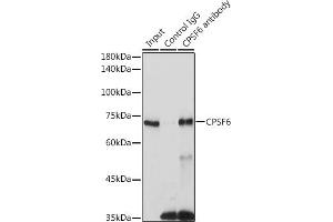 Immunoprecipitation analysis of 300 μg extracts of 293T cells using 3 μg CPSF6 antibody (ABIN6128924, ABIN6138974, ABIN6138975 and ABIN6221646). (CPSF6 抗体)