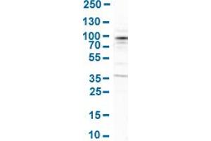 Western Blot analysis of human cell line SH-SY5Y. (ARHGEF7 抗体  (AA 516-650))