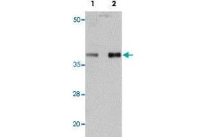 Western blot analysis of mouse heart tissue with PPAPDC3 polyclonal antibody  at (Lane 1) 1 and (Lane 2) 2 ug/mL dilution. (PPAPDC3 抗体  (N-Term))
