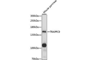 Western blot analysis of extracts of mouse pancreas, using TR antibody (ABIN7270873) at 1:1000 dilution. (TRAPPC9 抗体  (AA 947-1246))