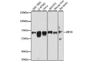 Western blot analysis of extracts of various cell lines, using EIF3D antibody. (EIF3D 抗体  (AA 1-240))