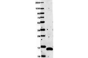 Anti-human VEGF-121 by western blot shows detection of recombinant Human VEGF-121 raised in E. (VEGF 抗体)