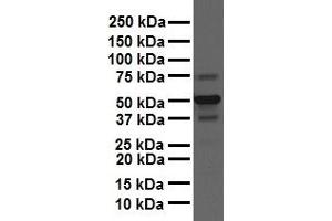 WB Suggested Anti-CSF1 antibody Titration: 1 ug/mL Sample Type: Human liver (M-CSF/CSF1 抗体  (N-Term))