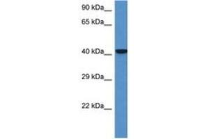 Image no. 1 for anti-Zinc Finger Protein 759 (ZFP759) (AA 22-71) antibody (ABIN6747469) (Zfp759 抗体  (AA 22-71))