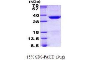 Image no. 1 for serine/arginine-Rich Splicing Factor 1 (SRSF1) protein (His tag) (ABIN1098765) (SRSF1 Protein (His tag))