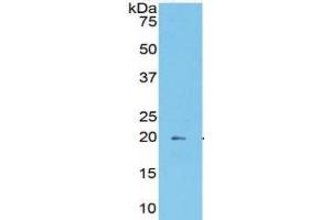 WB of Protein Standard: different control antibodies  against Highly purified E. (MOG ELISA 试剂盒)