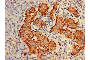Immunohistochemistry of paraffin-embedded human pancreatic tissue using ABIN7153675 at dilution of 1:100 (Gastrin-Releasing Peptide 抗体  (AA 31-98))
